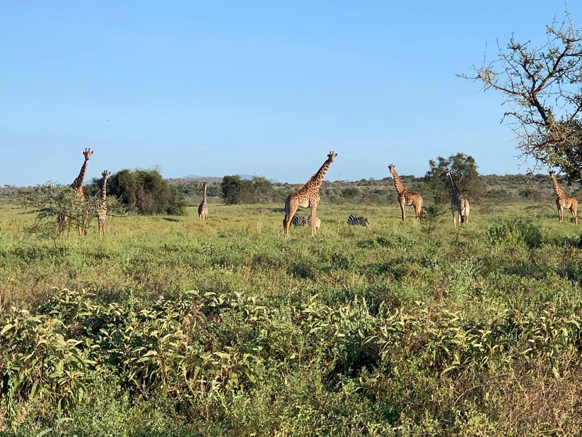 Amboseli Discovery Camp Luaran gambar