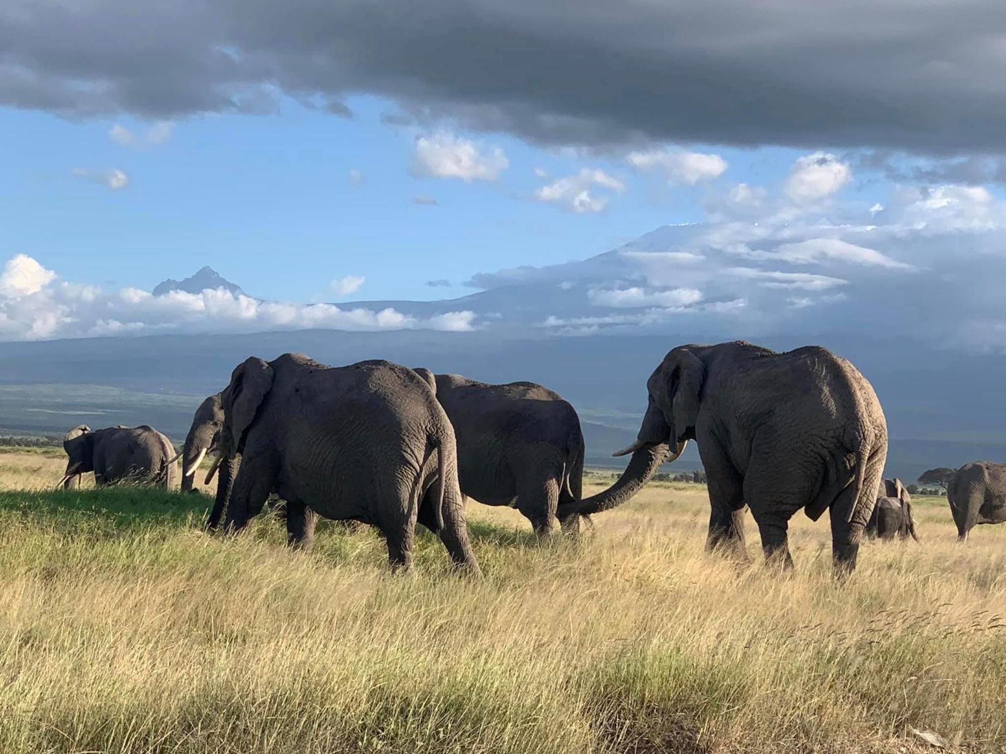 Amboseli Discovery Camp Luaran gambar