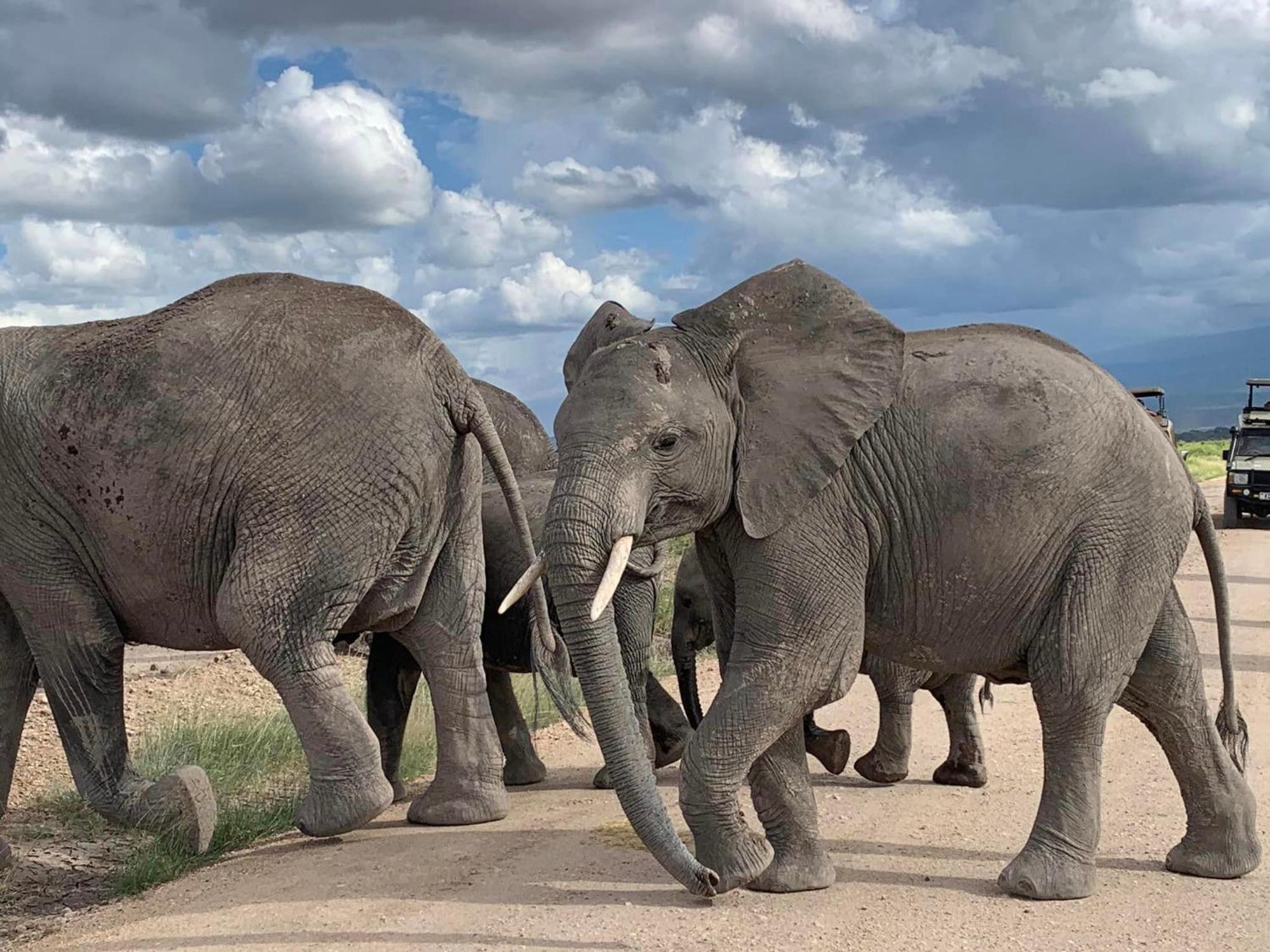Amboseli Discovery Camp Luaran gambar