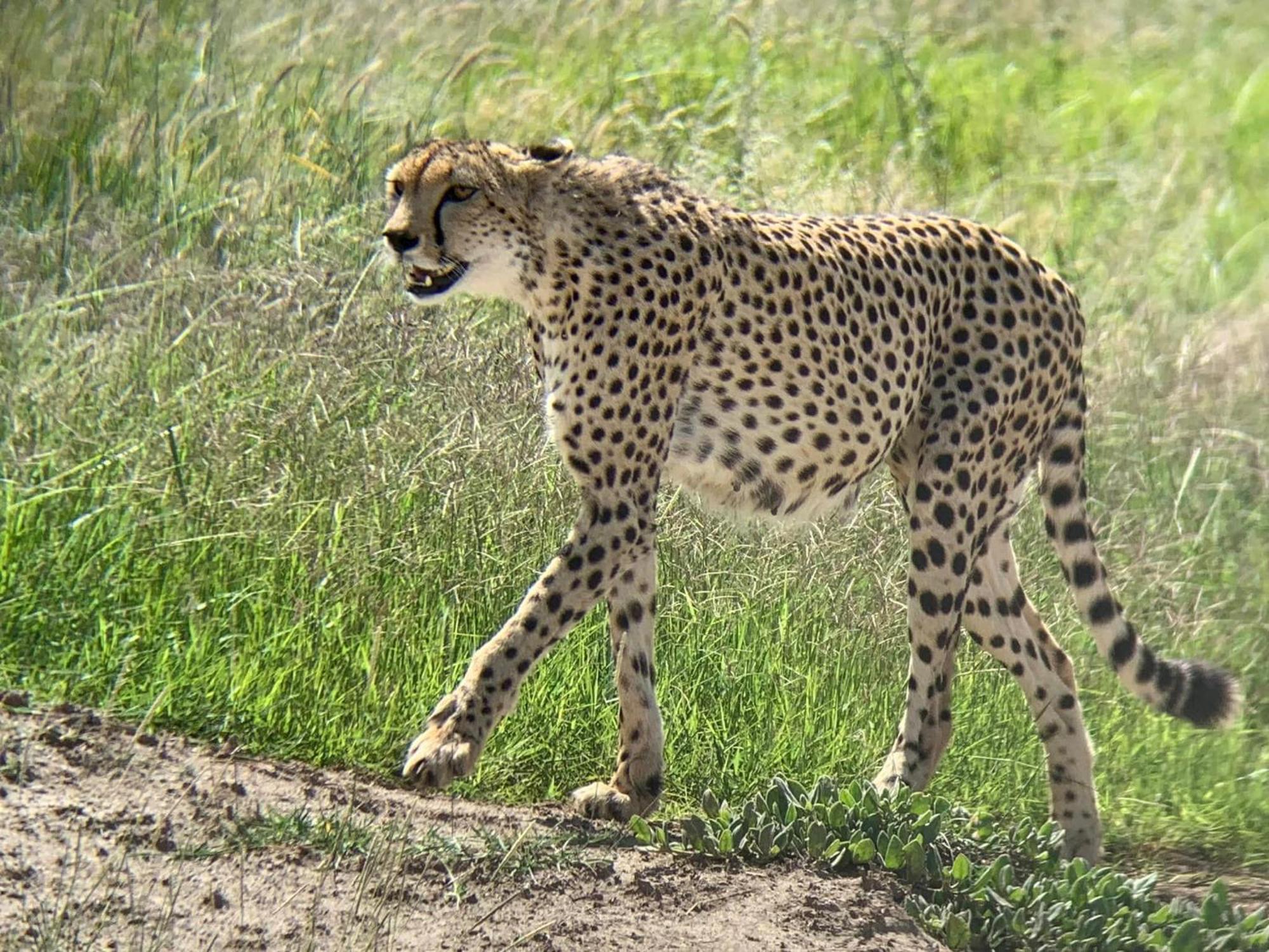 Amboseli Discovery Camp Luaran gambar