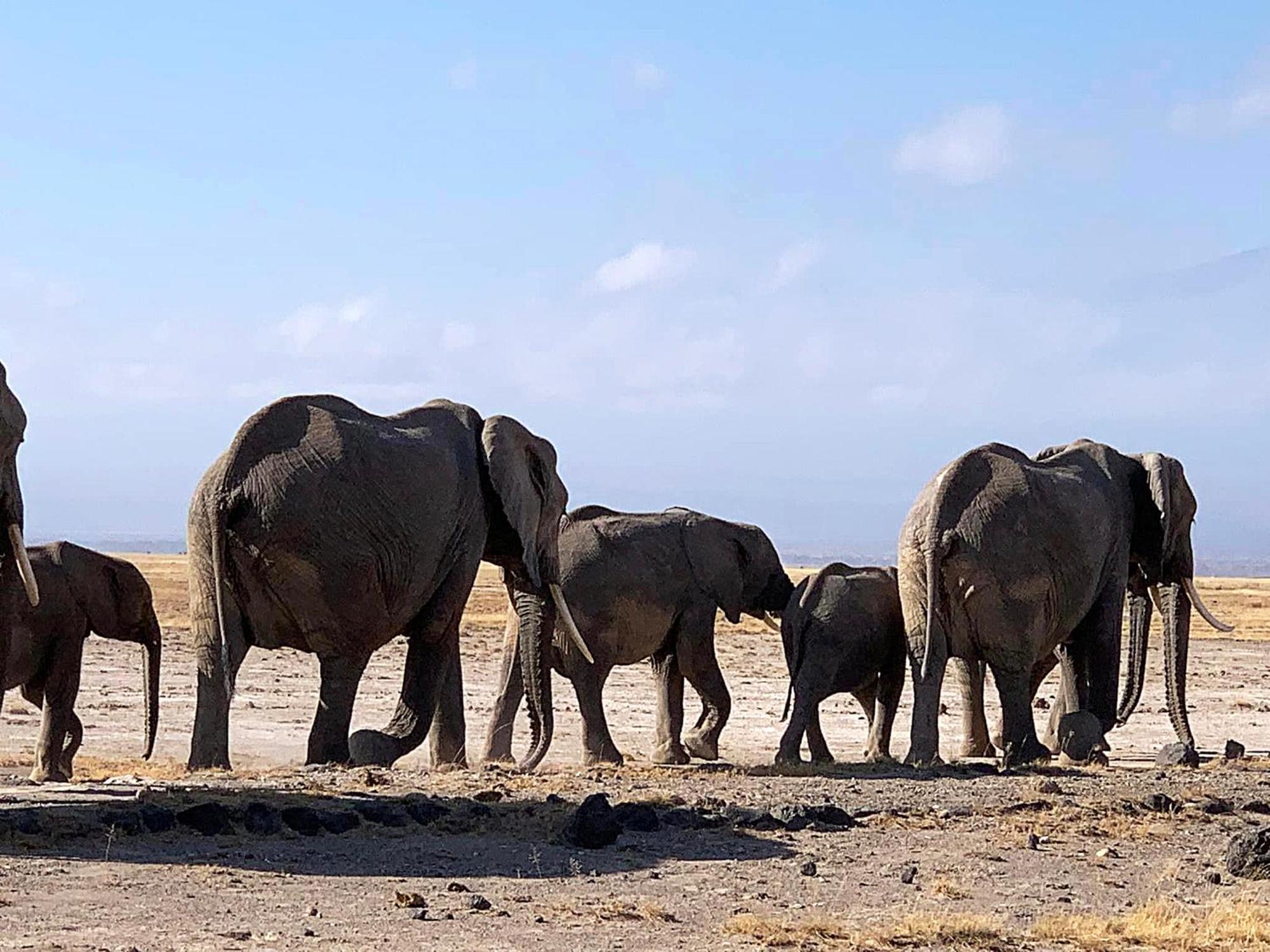 Amboseli Discovery Camp Luaran gambar