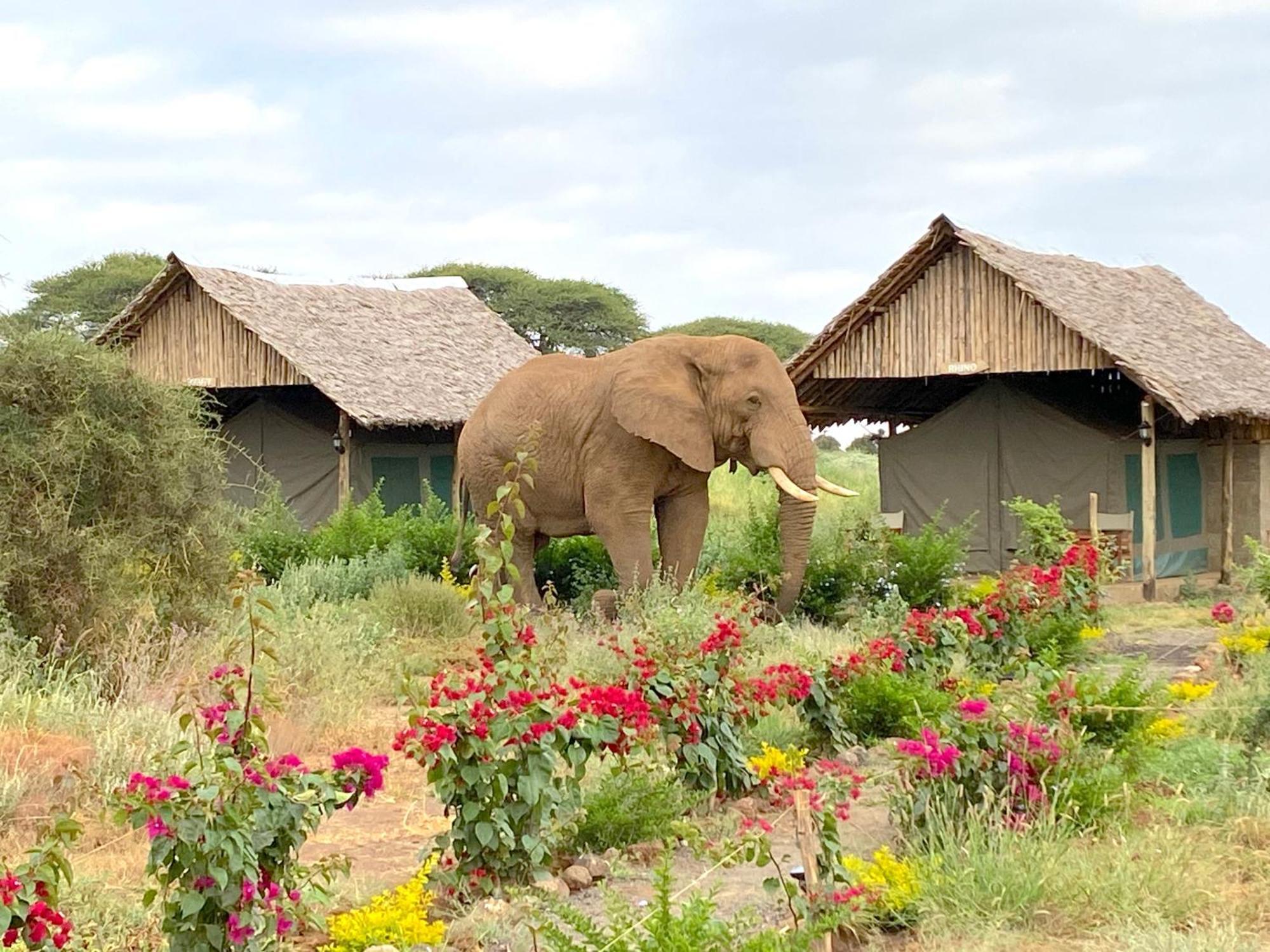 Amboseli Discovery Camp Luaran gambar